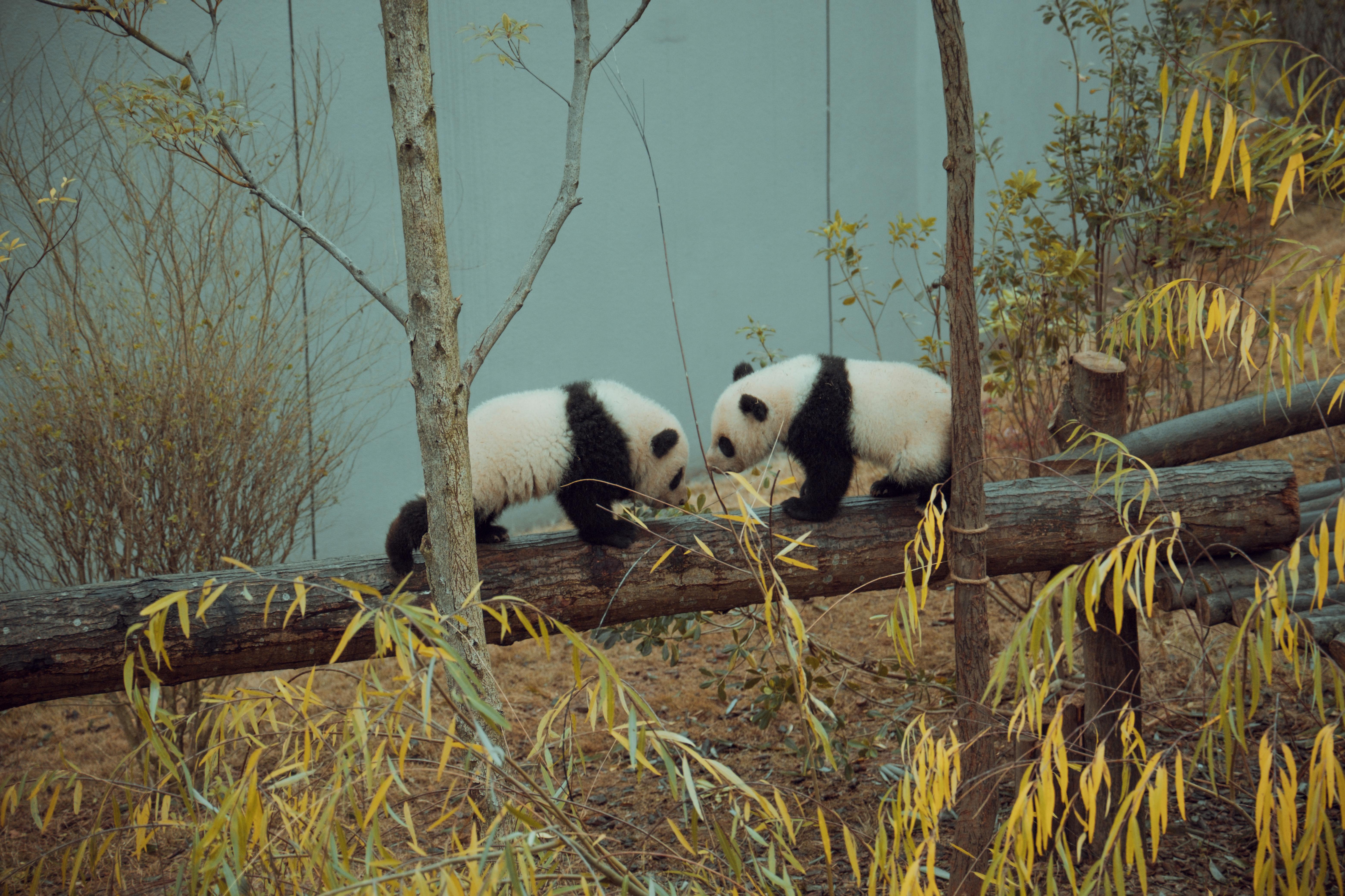 Two giant panda cubs meeting nose-to-nose on a log