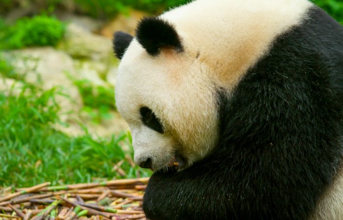 Giant Panda Base, Chengdu