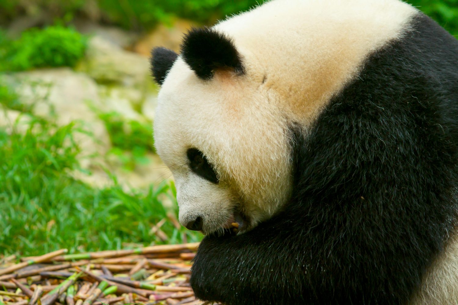 Giant Panda Base, Chengdu