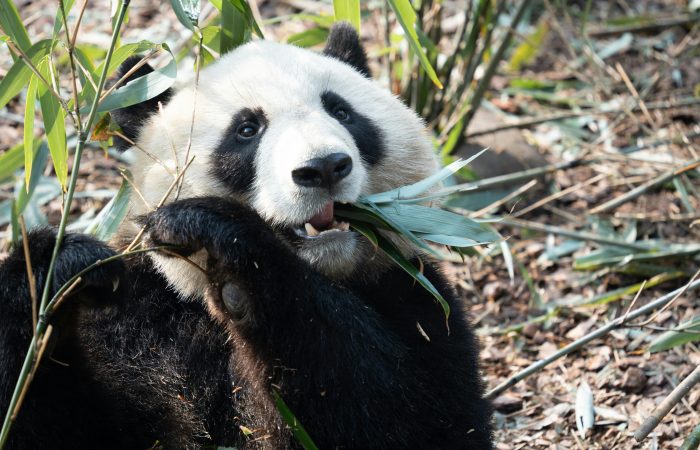 Dujiangyan Panda Valley