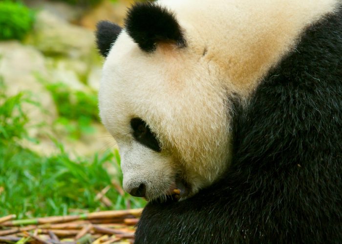 Giant panda eating bamboo