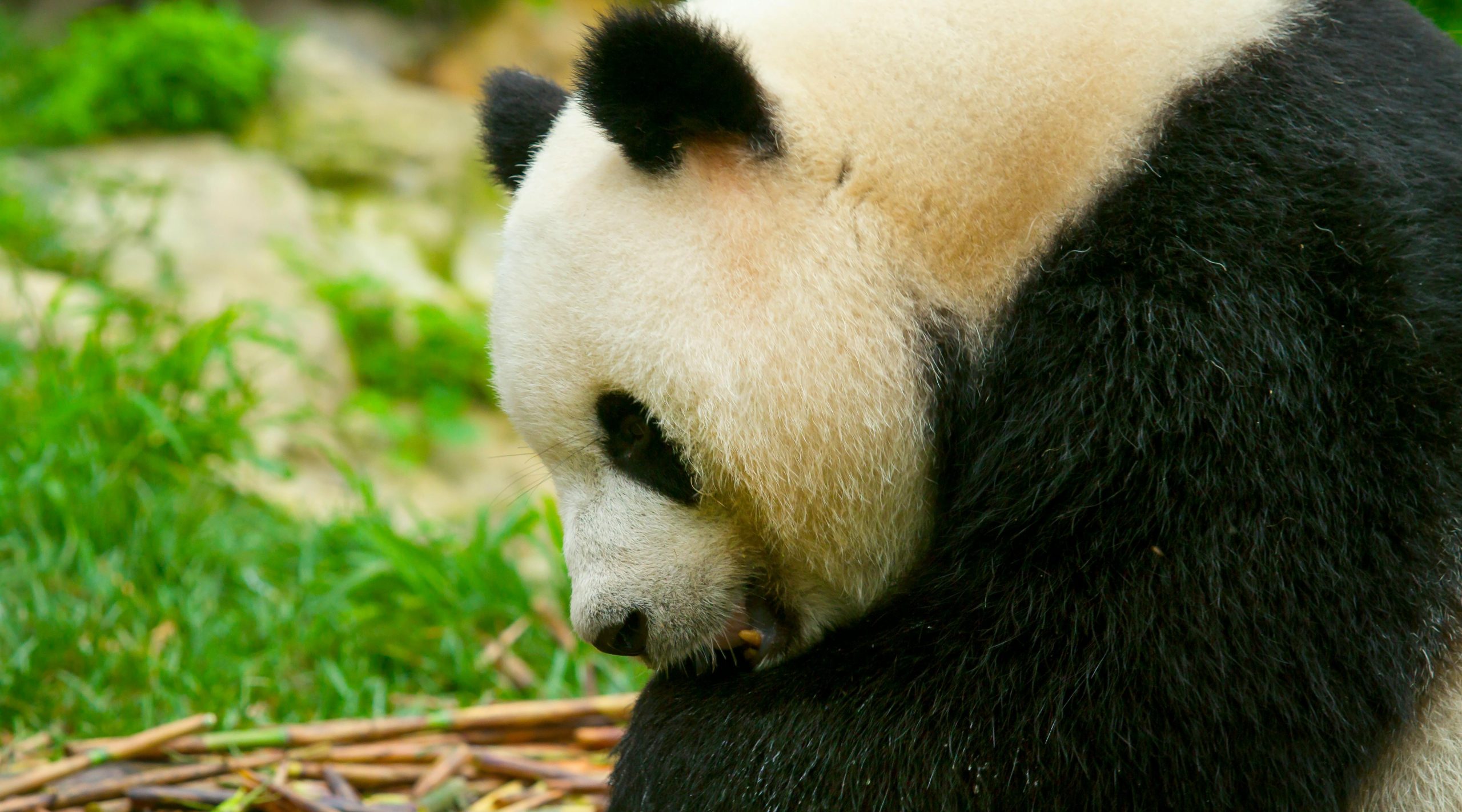 Giant panda eating bamboo