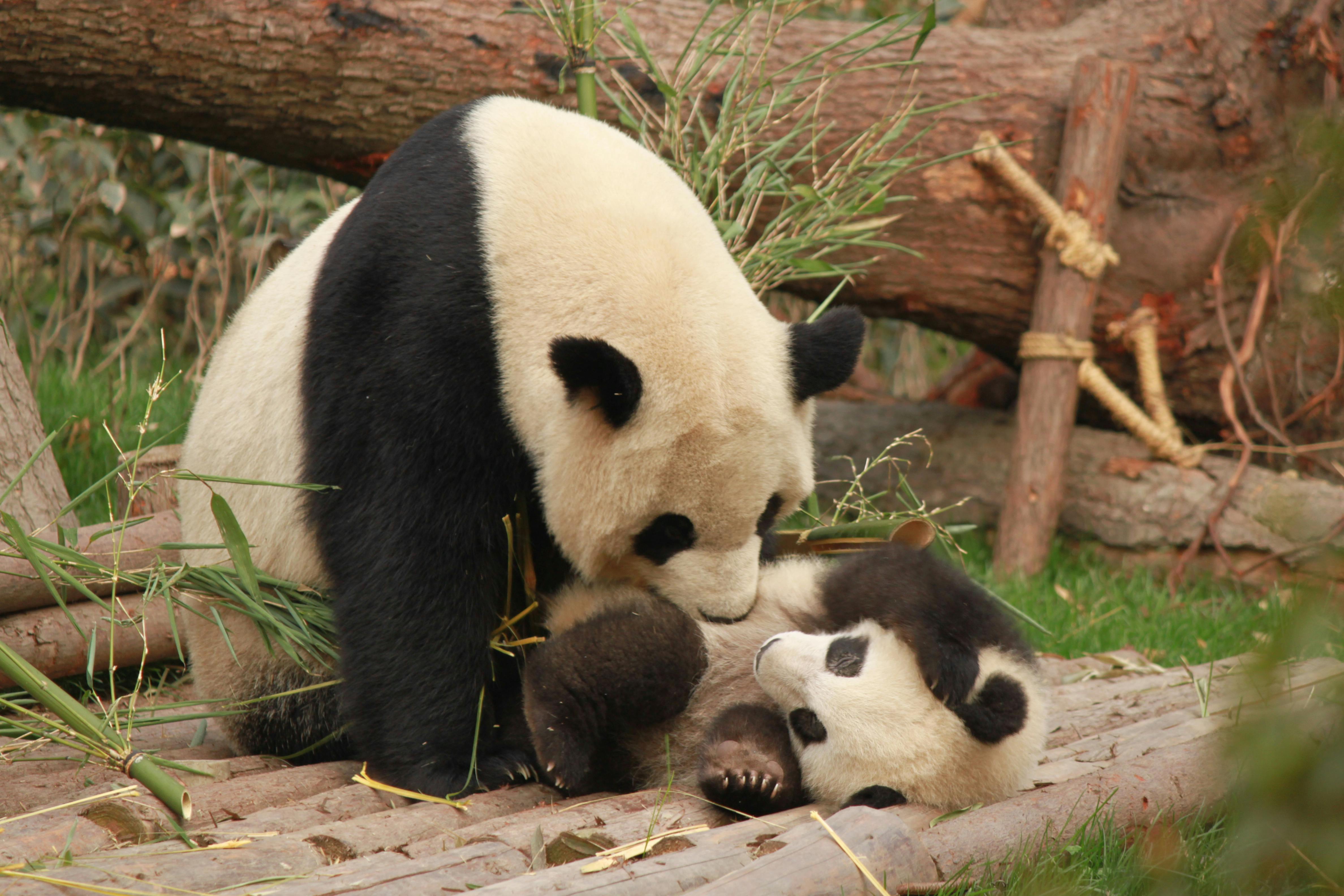Adult giant panda playing with cub on wooden platform