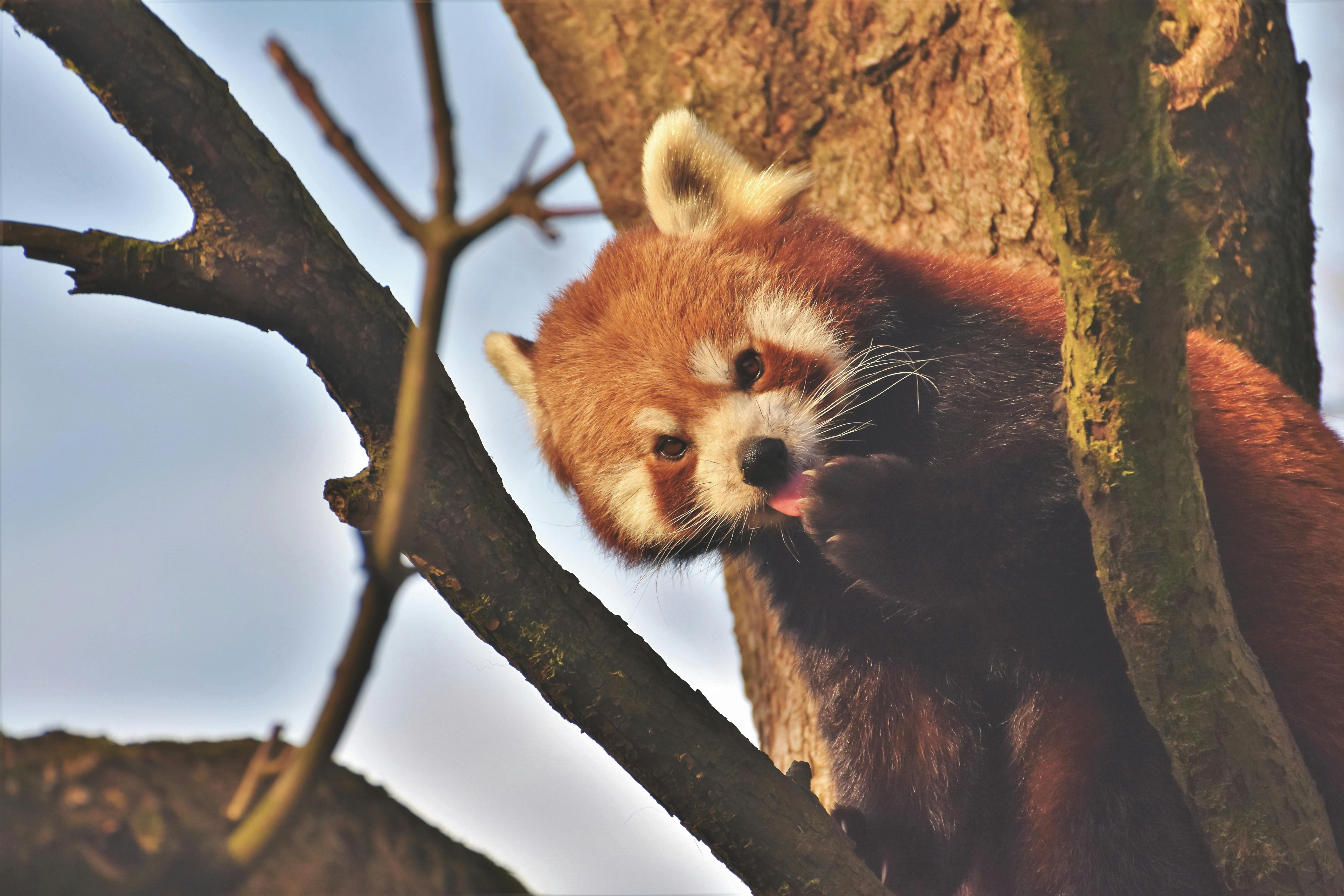 Red panda perched on tree branch with curious expression
