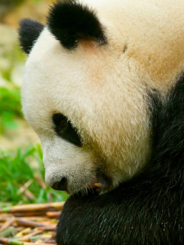Chengdu · Pandas Taoist Mountains & Tibetan Craft – 7 Days 6 Nights