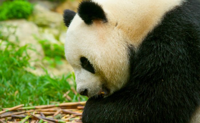 Chengdu · Pandas Taoist Mountains & Tibetan Craft – 7 Days 6 Nights
