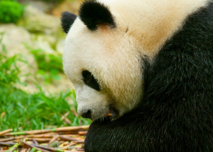 Chengdu · Pandas Taoist Mountains & Tibetan Craft – 7 Days 6 Nights