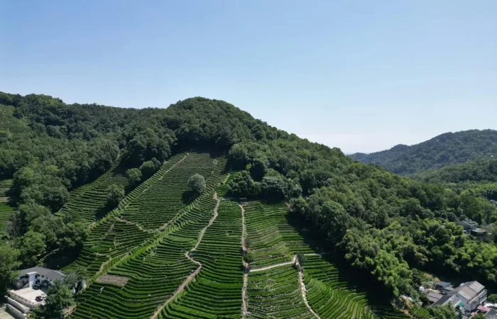 Longjing Tea Hills, Hangzhou
